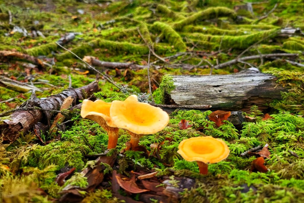 Champignons girolles